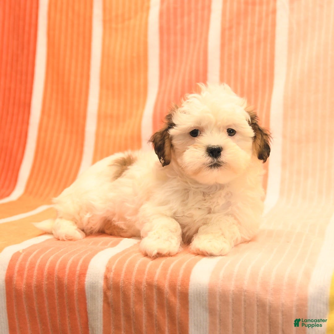 Havanese dogs for sale: Phillip - Image 4