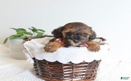 Toy Poodle dogs for sale: Gilbert - Image 2