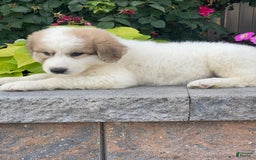 Great Pyrenees dogs for sale: Greta - Image 2