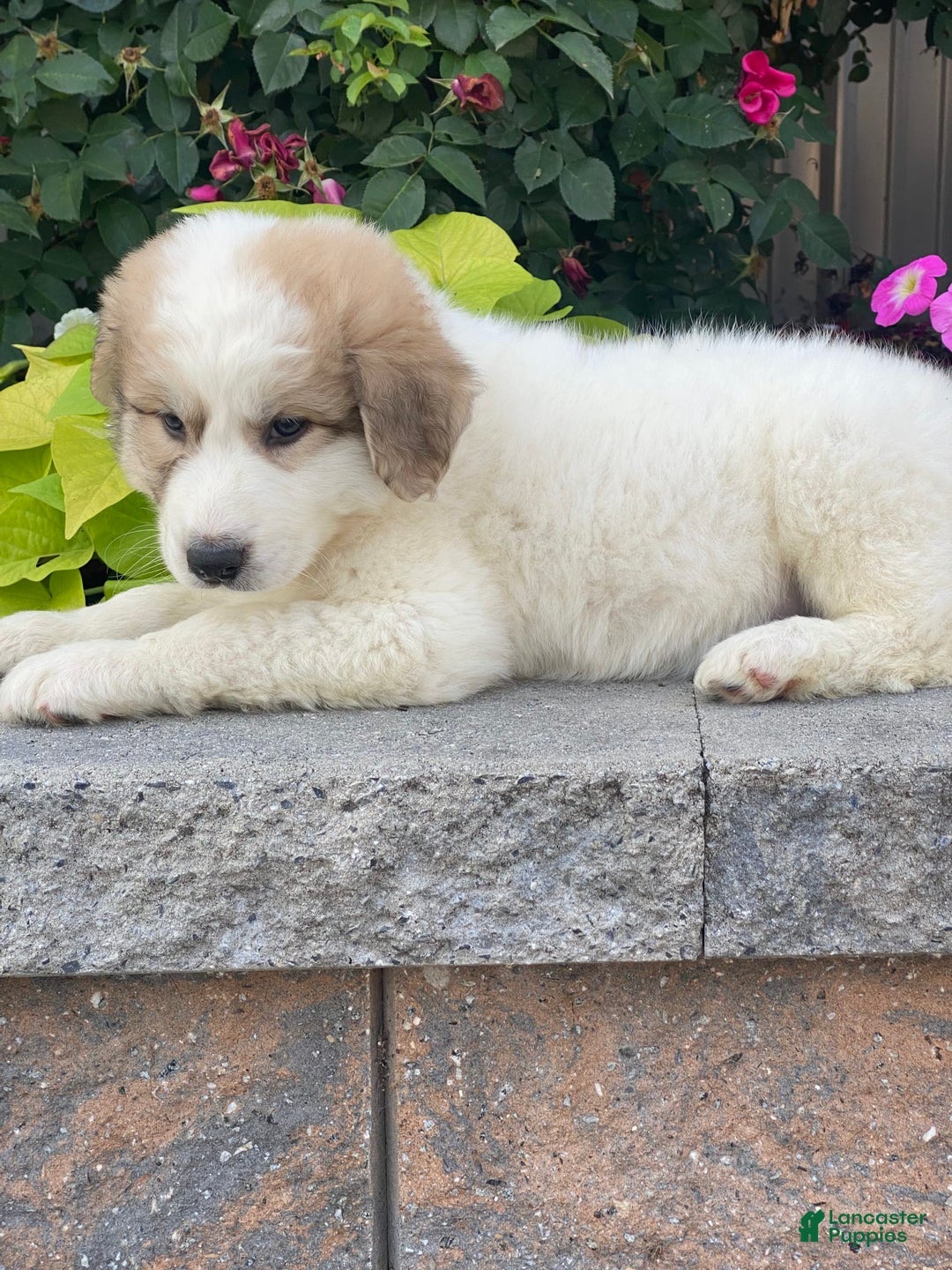 Great Pyrenees dogs for sale: Greta - Image 2