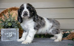 Cocker Spaniel dogs for sale: Jack - Image 3