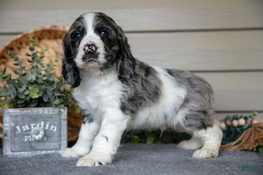 Cocker Spaniel dogs for sale: Jack - Image 3