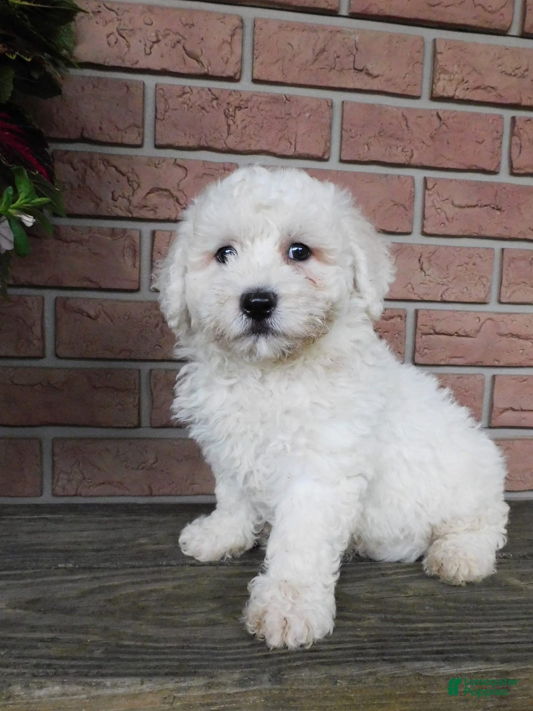 Bichon Frise dogs for sale: Joker - Image 6