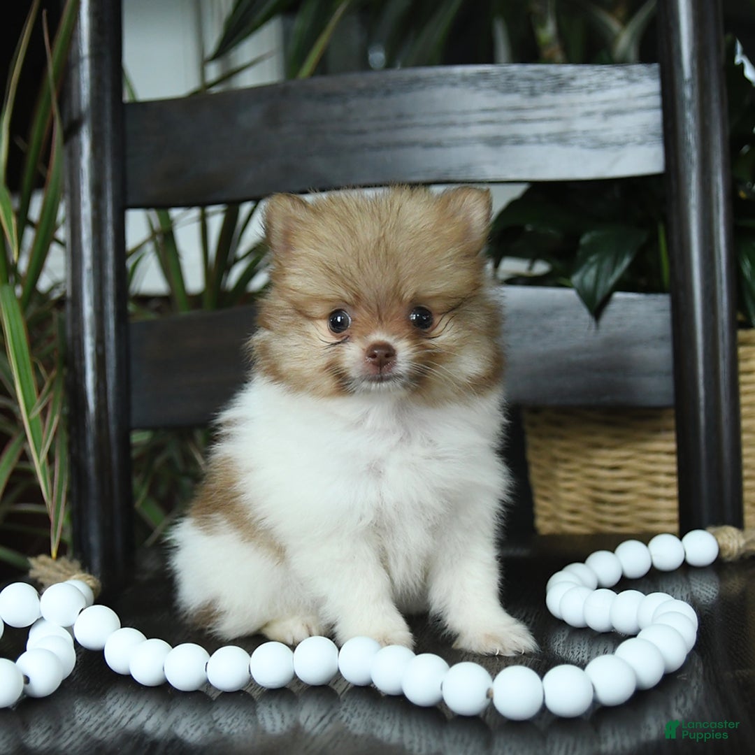 Pomeranian dogs for sale: Isabelle - Image 5