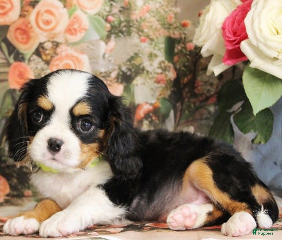 Miniature Bernese Mountain Dog dogs for sale: Gummybear - Image 6