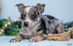 Chihuahua dogs for sale: Patience - Image 1