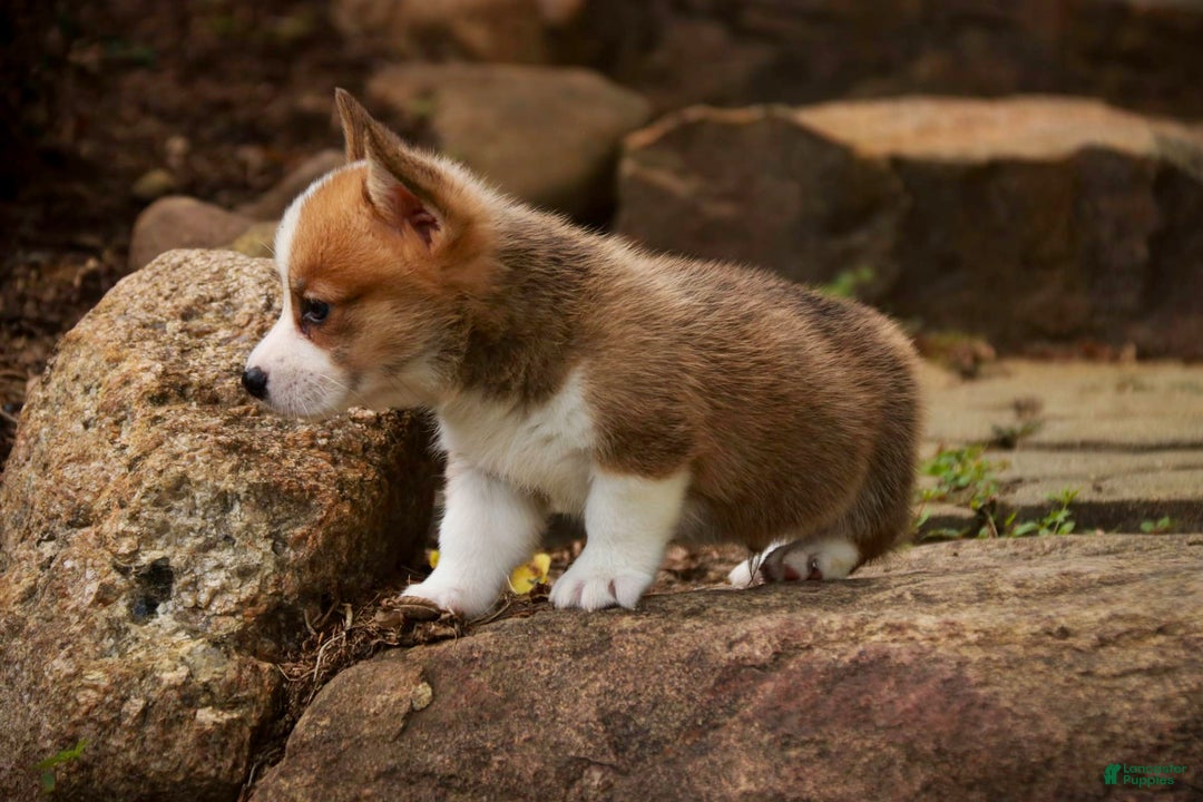 Welsh Corgi Pembroke dogs for sale: Brownie - Image 6