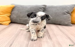 Dalmatian dogs for sale: Rocky - Image 2