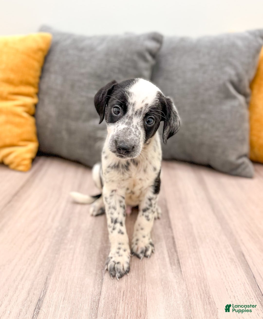 Dalmatian dogs for sale: Rocky - Image 2
