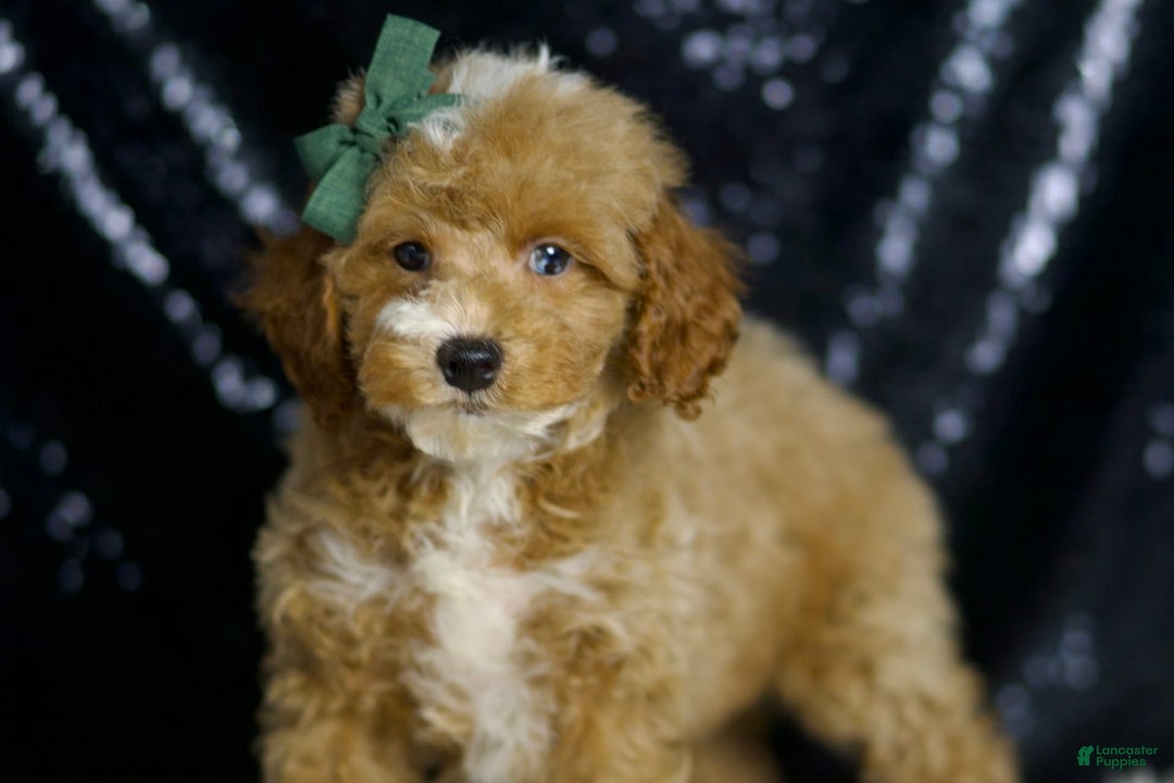 Miniature Poodle dogs for sale: Toffee - Image 4