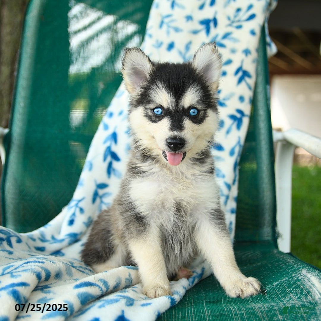 Pomsky dogs for sale: Tokyo - Image 2