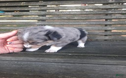  dogs for sale: Toy Australian Shepherd 1 puppies - Image 3