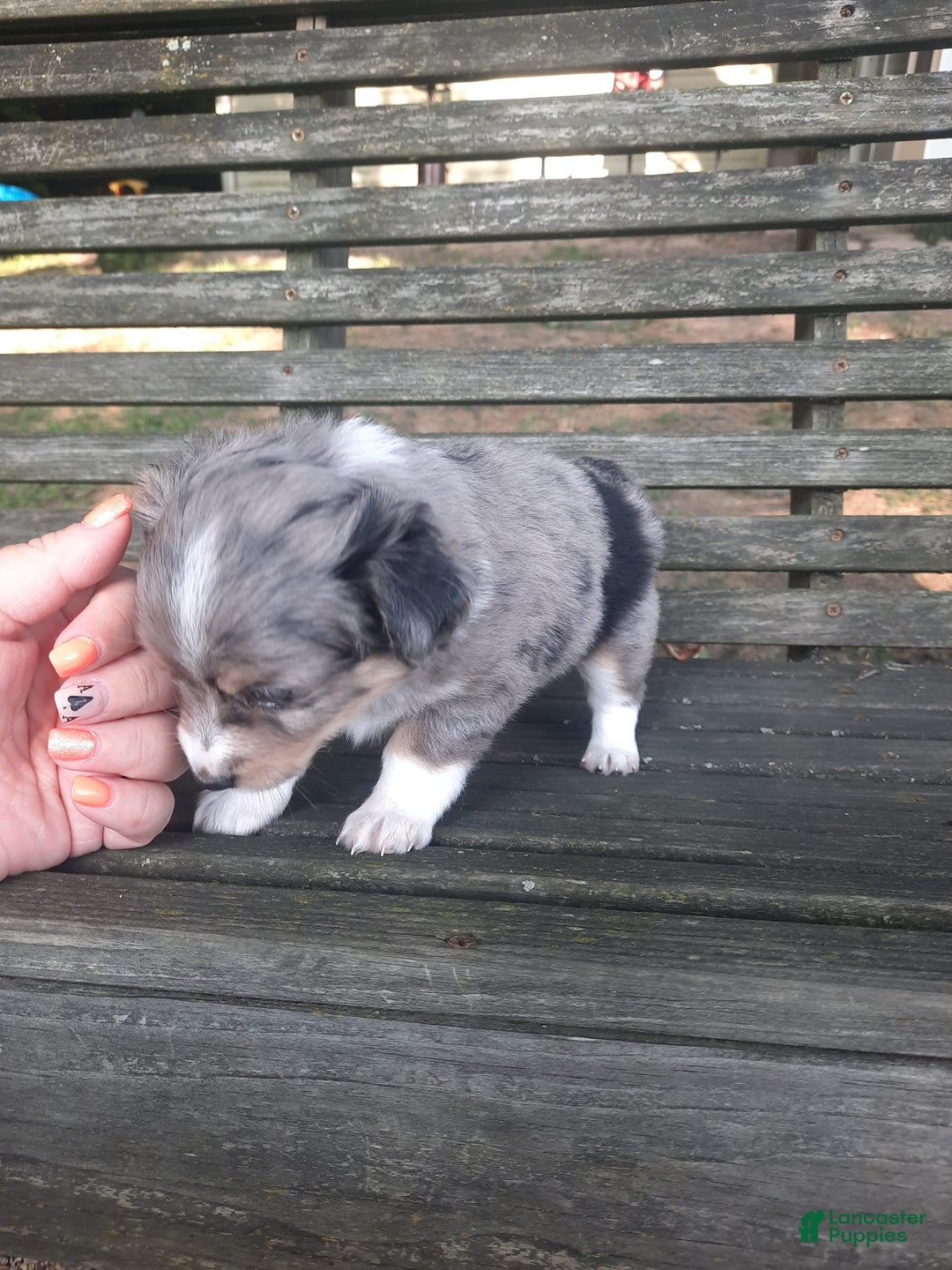  dogs for sale: Toy Australian Shepherd 1 puppies - Image 3