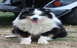 Australian Shepherd dogs for sale: Zoey - Image 13