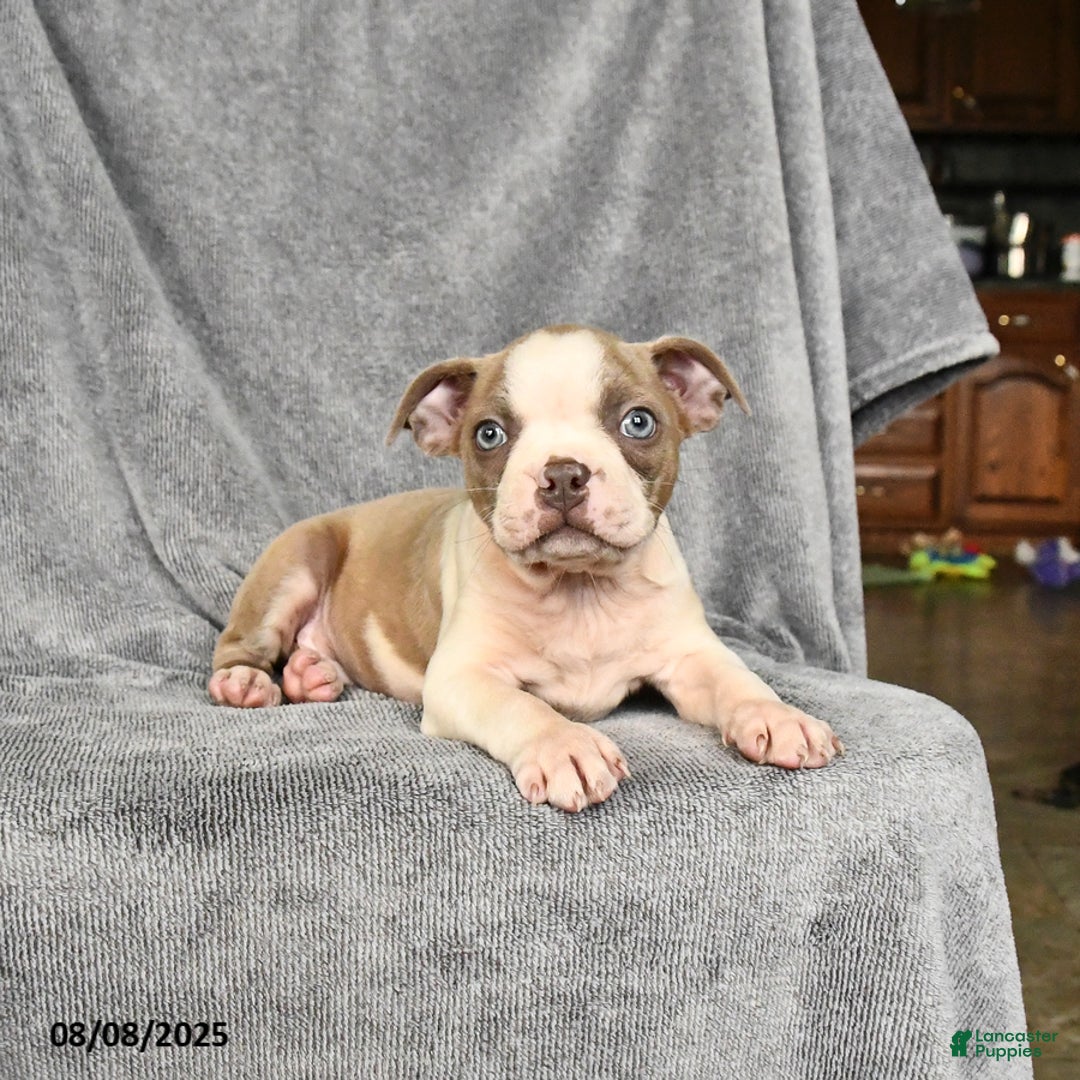 Boston Terrier dogs for sale: Leo - Image 2