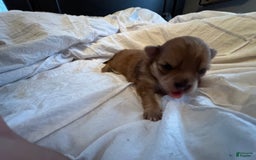Pomeranian dogs for sale: Jill - Image 13