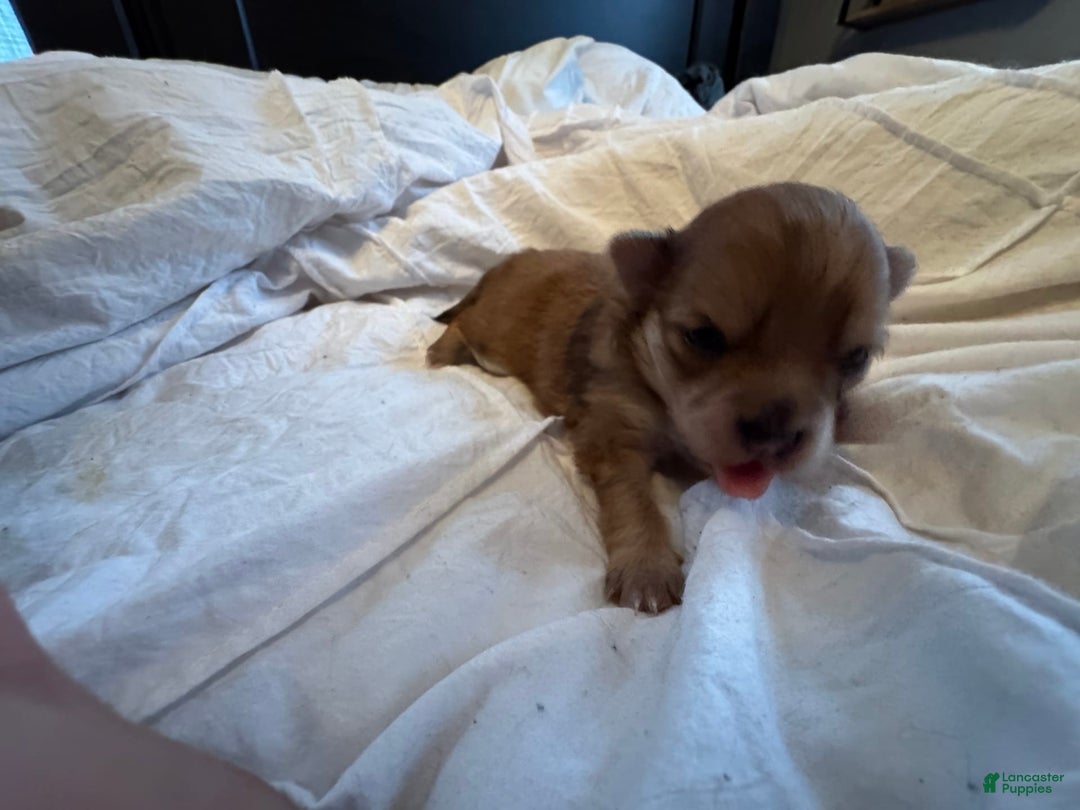 Pomeranian dogs for sale: Jill - Image 13