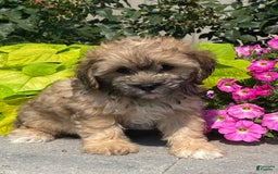 Lhasapoo dogs for sale: Jasper - Image 1