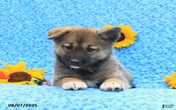 Pomsky dogs for sale: Mae - Image 2