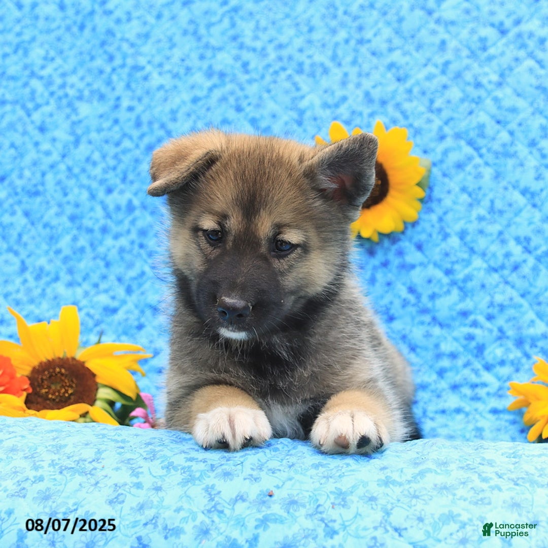 Pomsky dogs for sale: Mae - Image 2