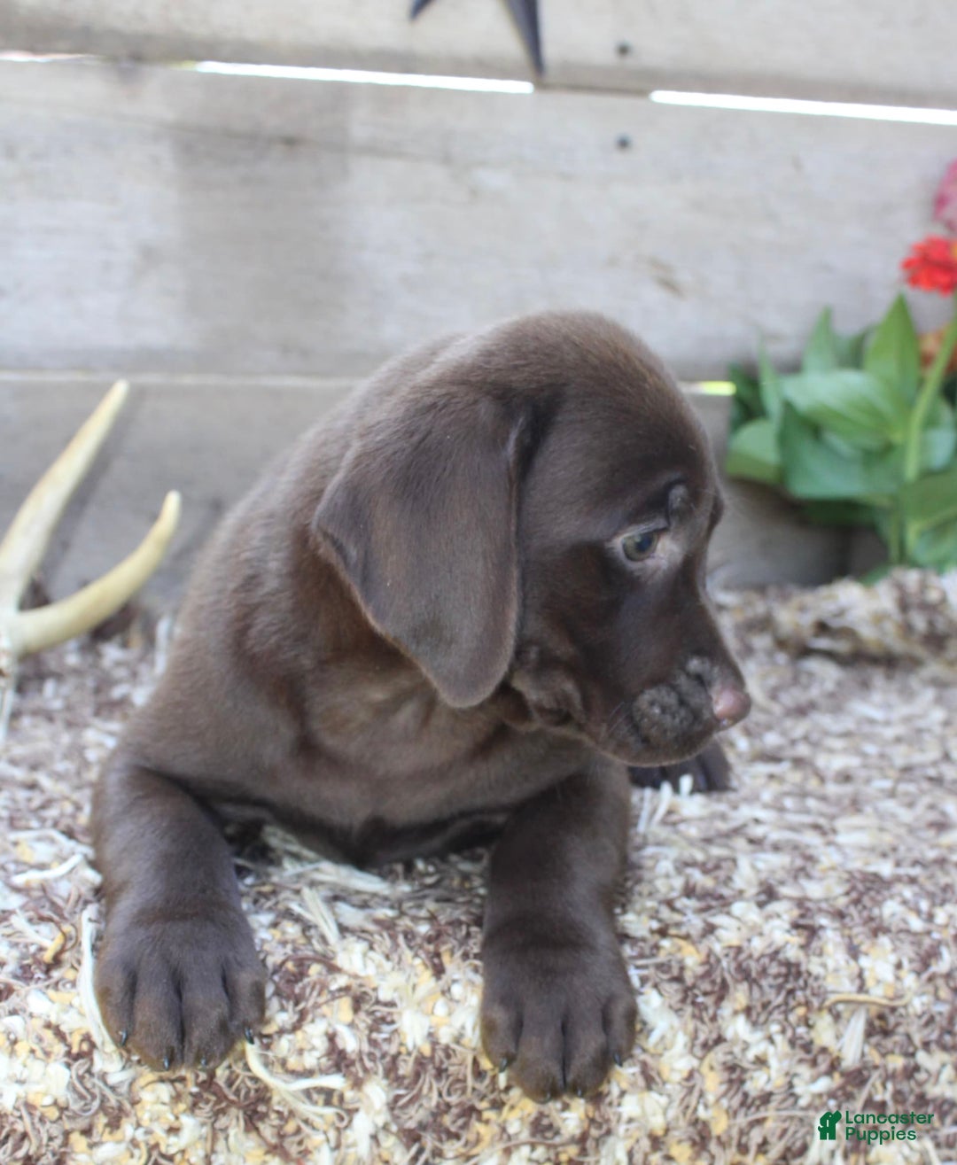 Labrador Retriever dogs for sale: Amelia - Image 3