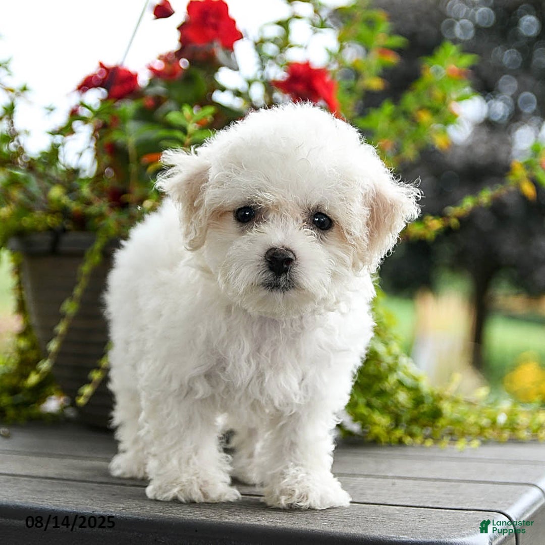 Bichon Frise dogs for sale: Peaches - Image 2