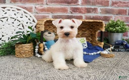 Miniature Schnauzer dogs for sale: Callum - Image 2