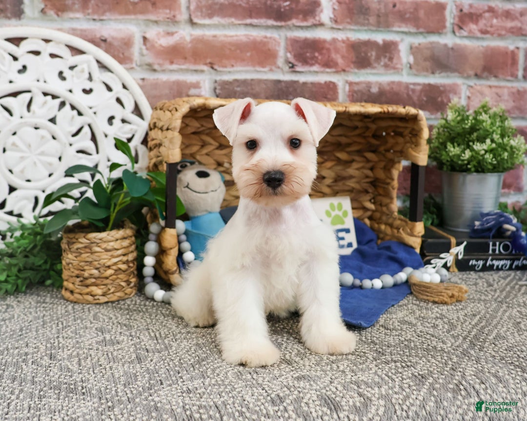 Miniature Schnauzer dogs for sale: Callum - Image 2