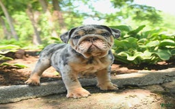 English Bulldog dogs for sale: Bluebell - Image 1