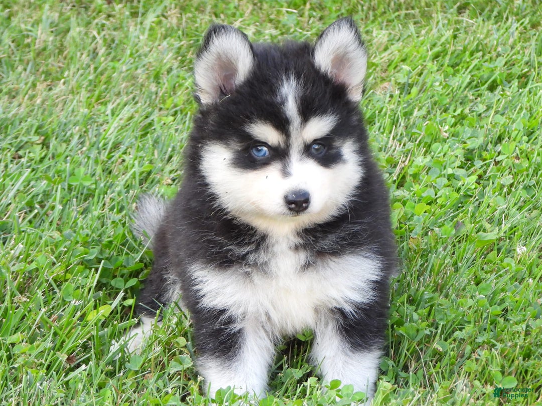 Pomsky dogs for sale: Charlie - Image 3