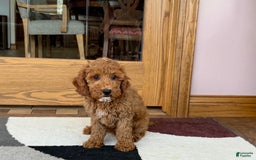 Cockapoo dogs for sale: Glen - Image 1