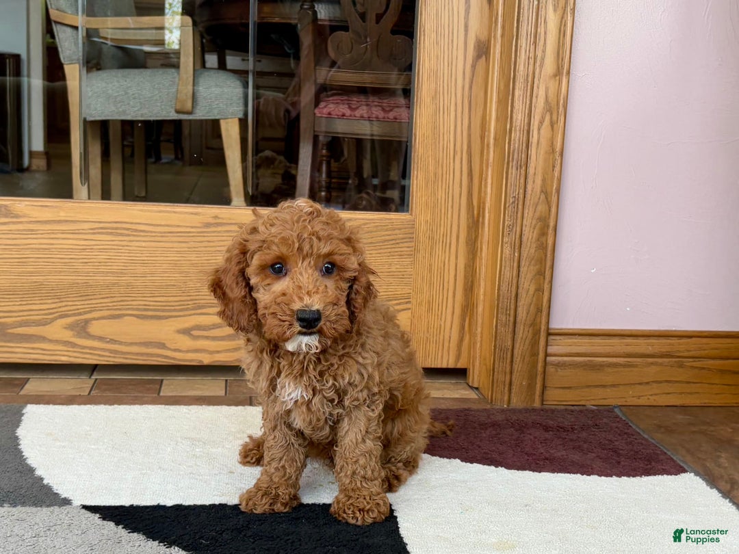 Cockapoo dogs for sale: Glen - Image 1