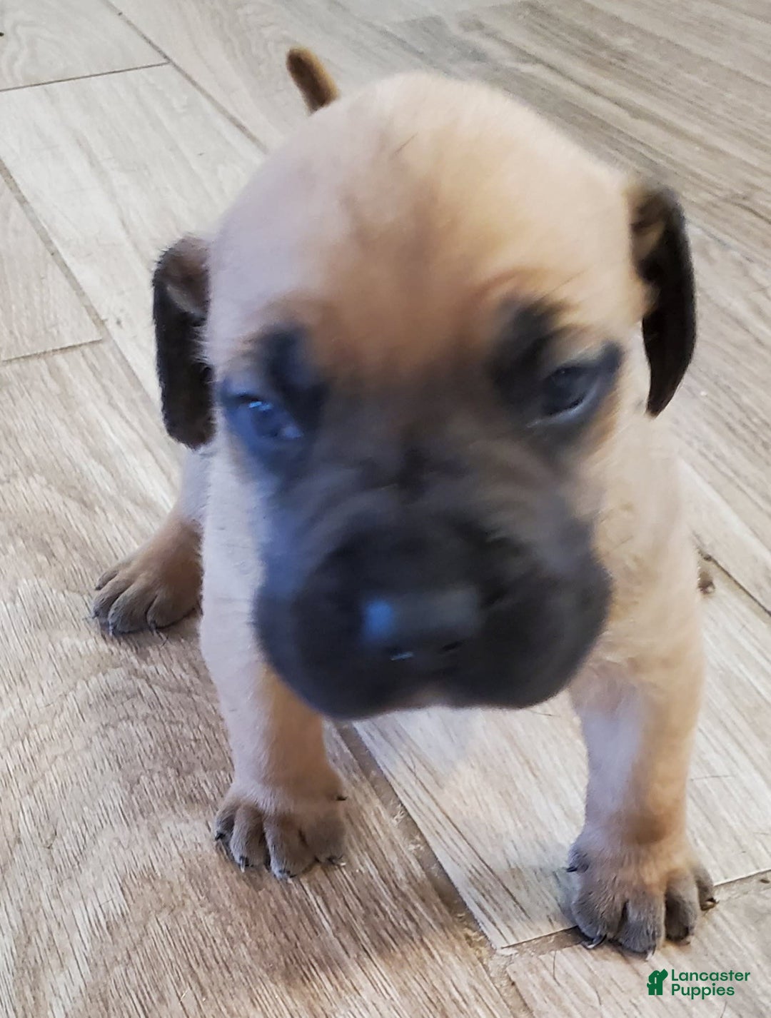 South African Boerboels dogs for sale: Simba - Image 1