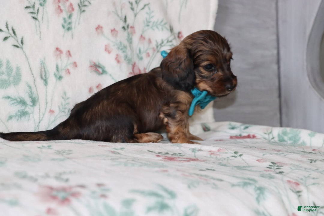 Miniature Dachshund dogs for sale: Victor - Image 4