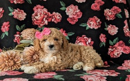  dogs for sale: Mini Goldendoodle 7 puppies - Image 2
