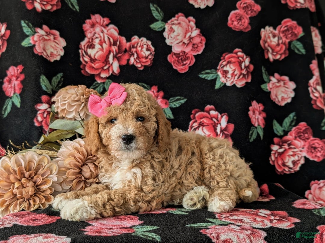  dogs for sale: Mini Goldendoodle 7 puppies - Image 2
