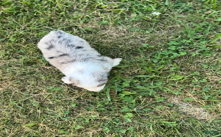 Miniature Australian Shepherd dogs for sale - Ad 4