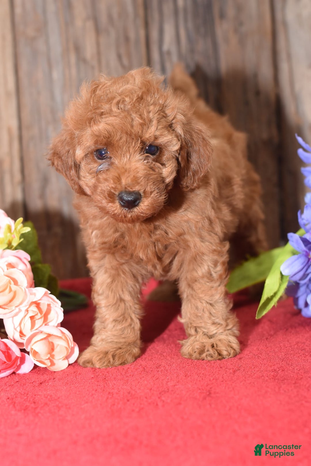 Miniature Poodle dogs for sale: Tessa - Image 6