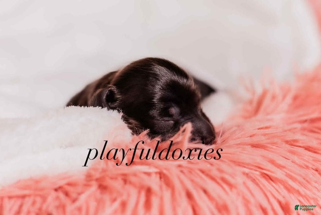 Miniature Dachshund dogs for sale: Black And Tan Girl - Image 11