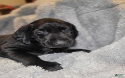 Labrador Retriever dogs for sale: Rubble - Image 1