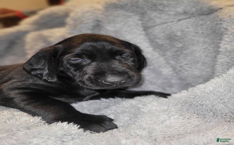 Labrador Retriever dogs for sale - Ad 1