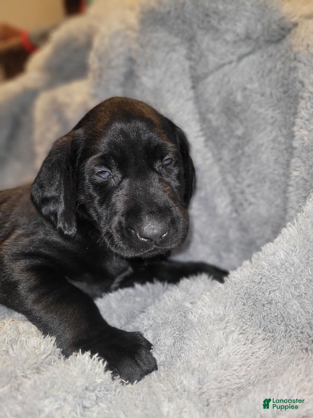 Labrador Retriever dogs for sale: Rubble - Image 1