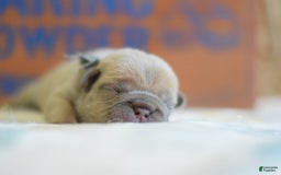 French Bulldog dogs for sale: Grey collar - Image 5