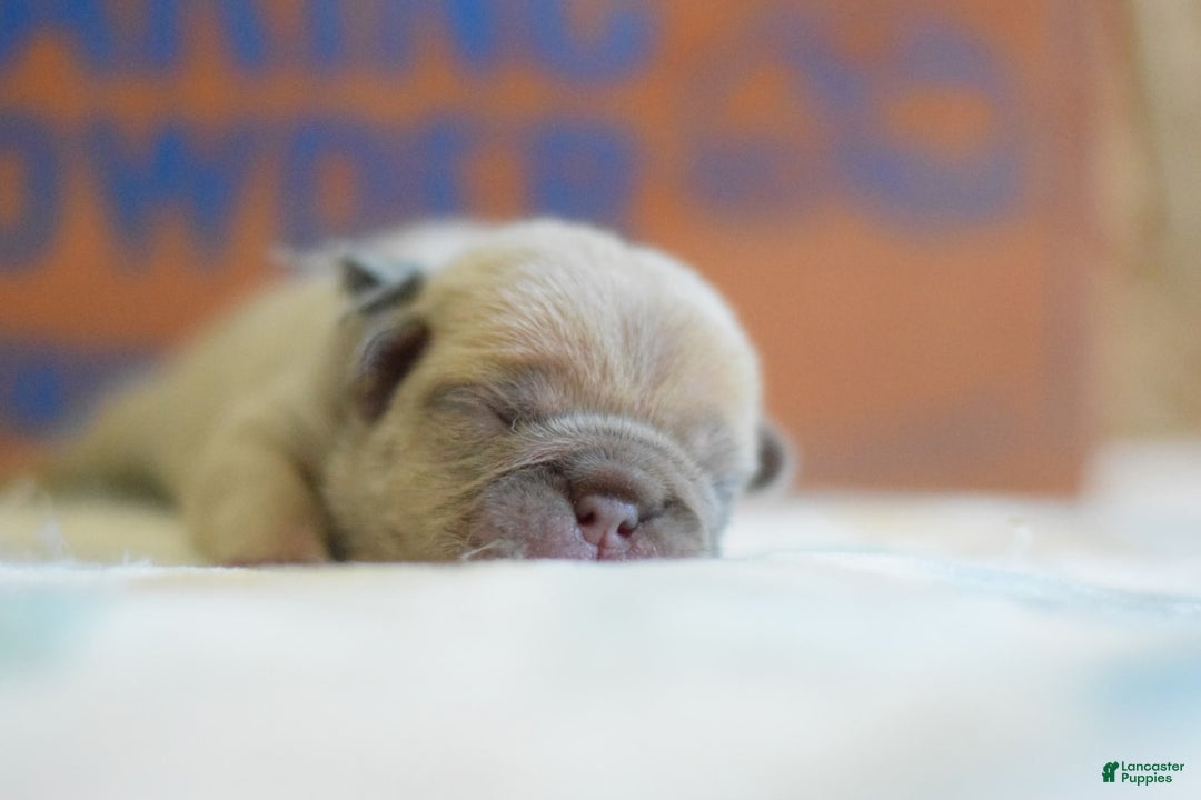 French Bulldog dogs for sale: Grey collar - Image 5