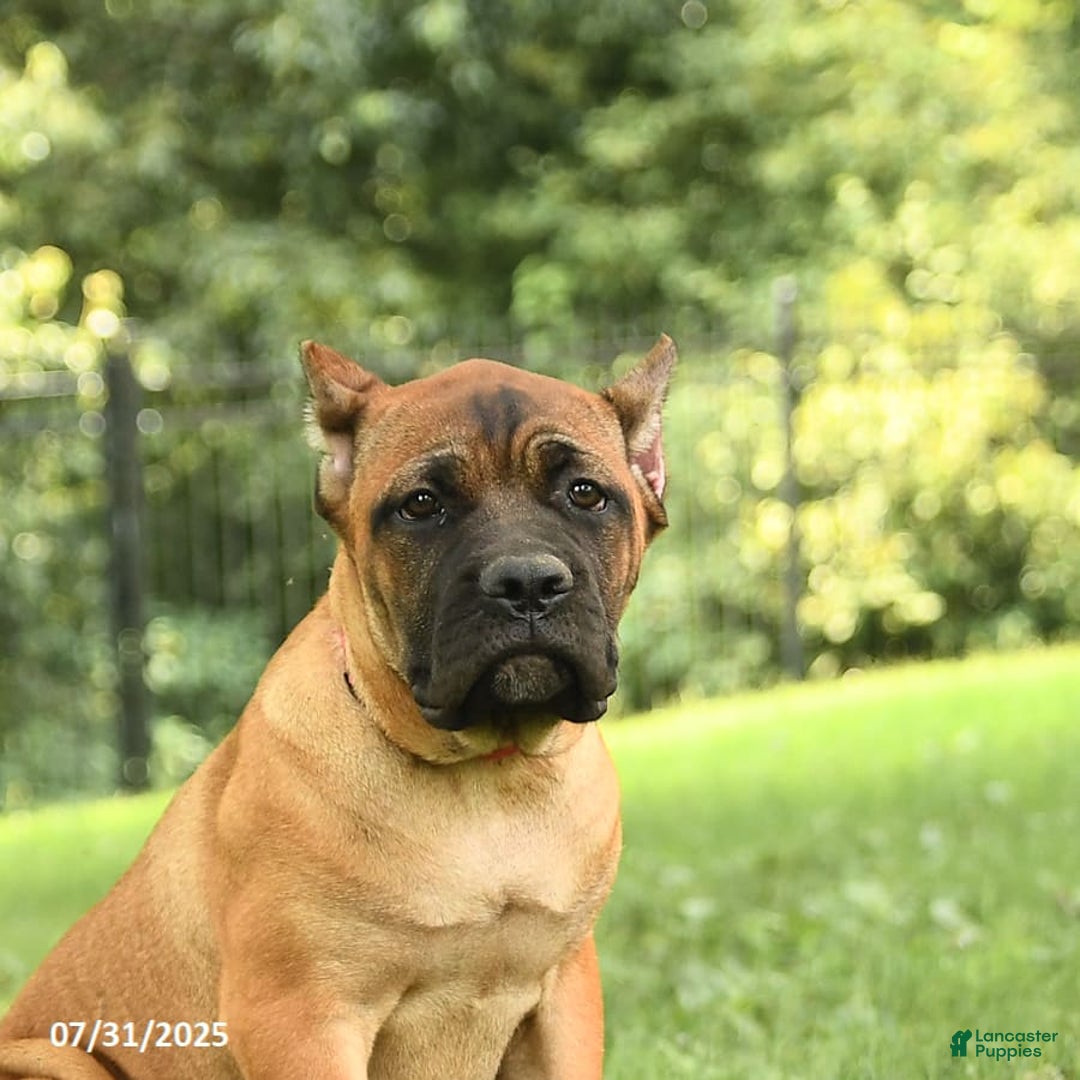Cane Corso dogs for sale: Tessa - Image 5