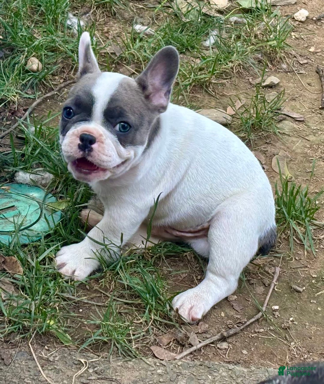 French Bulldog dogs for sale: Mr Biggs - Image 7