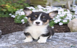 Welsh Corgi Pembroke dogs for sale: Isla - Image 4