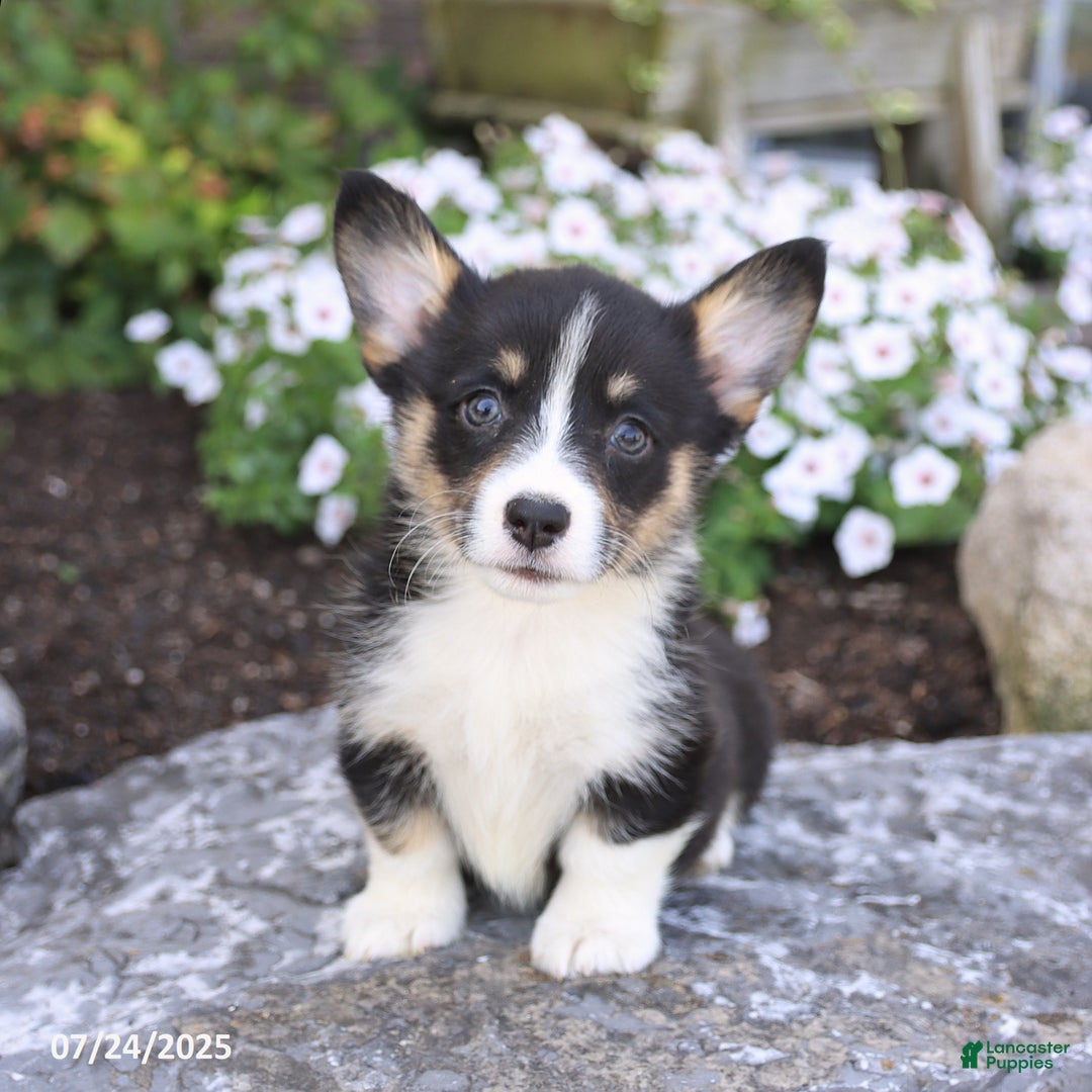 Welsh Corgi Pembroke dogs for sale: Isla - Image 4
