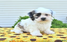 Teddy Bear dogs for sale: Kevin - Image 2
