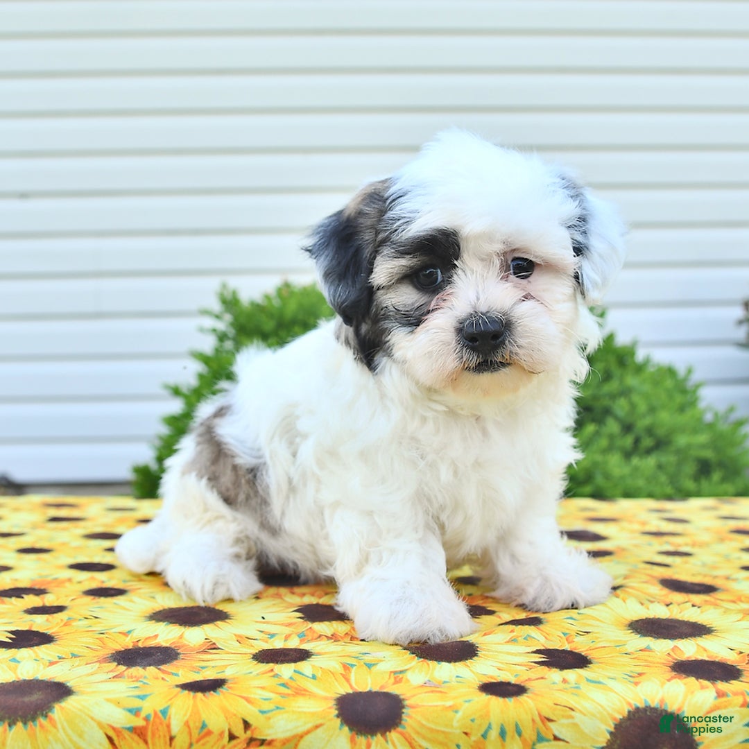 Teddy Bear dogs for sale: Kevin - Image 2